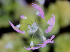 桜草