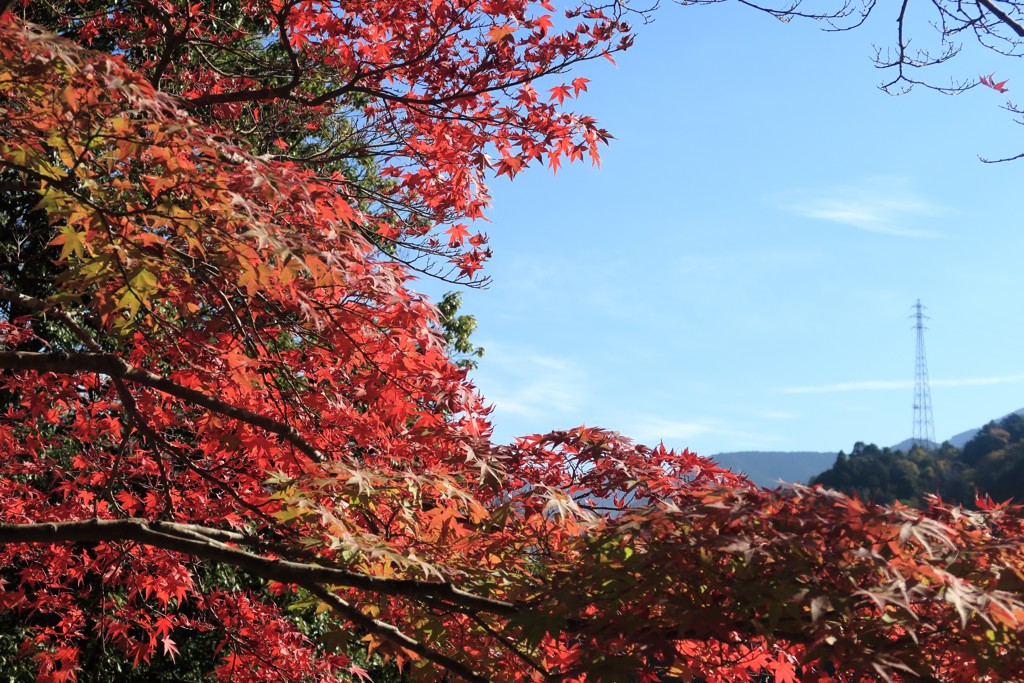 永源寺の紅葉7