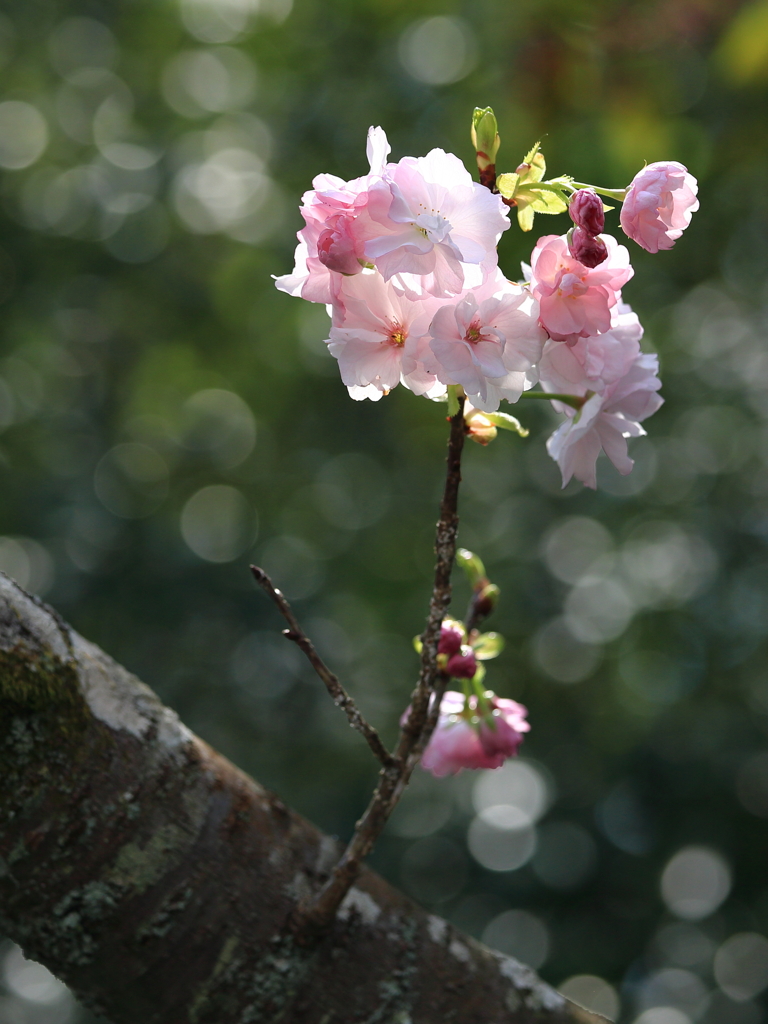 八重桜