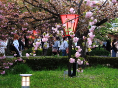 造幣局の通り抜け
