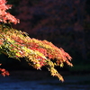 紅葉