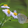 モンシロチョウ
