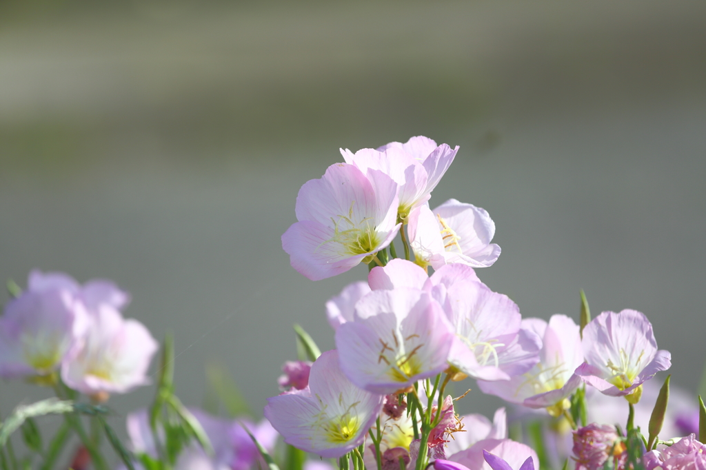 道端の花