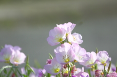 道端の花