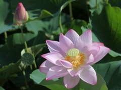 蓮の花