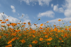 武庫川コスモス園6