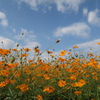 武庫川コスモス園6
