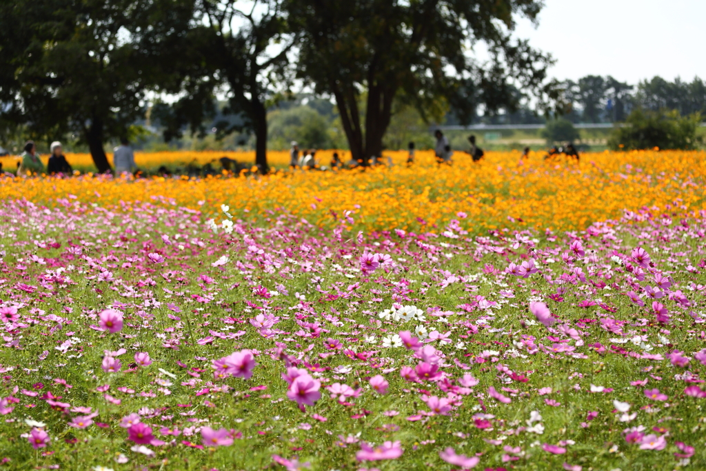 武庫川コスモス園9