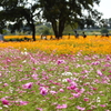 武庫川コスモス園9