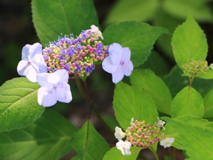 紫陽花1