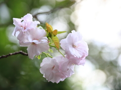 八重桜