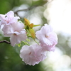 八重桜