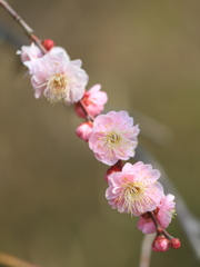 紅梅