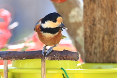 バードフィーダー1