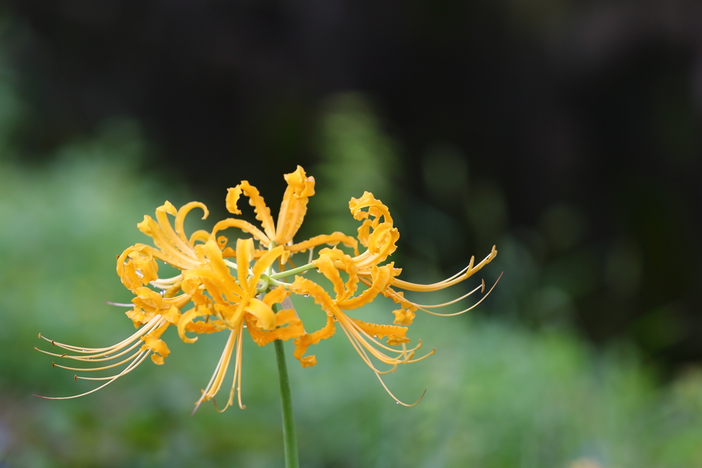 彼岸花4