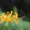 彼岸花4