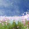 山里のコスモス4