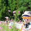 コスモスの里1