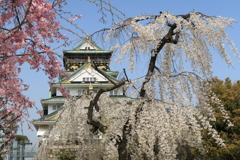 春爛漫の大阪城