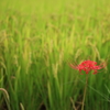 彼岸花7