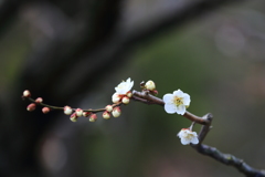 中山寺の白梅