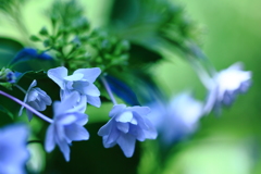 紫陽花3