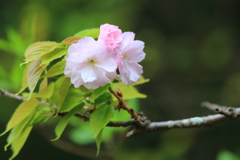 八重桜1