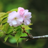 八重桜1
