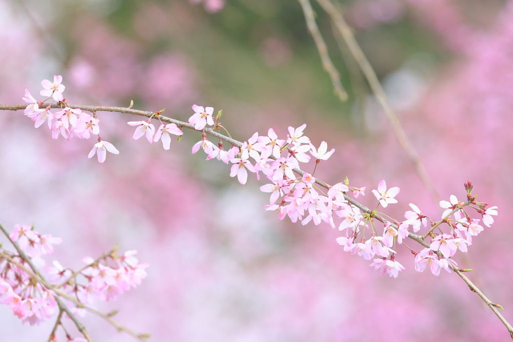 桜