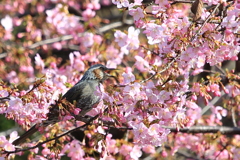 ヒヨドリと河津桜