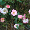 荒牧バラ公園5