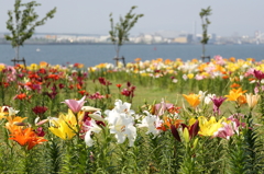 舞洲ゆり園1
