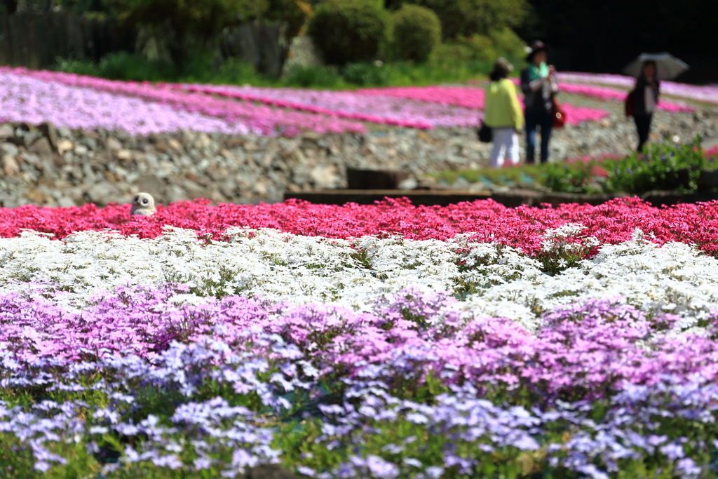 花のじゅうたん