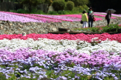 花のじゅうたん