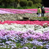 花のじゅうたん