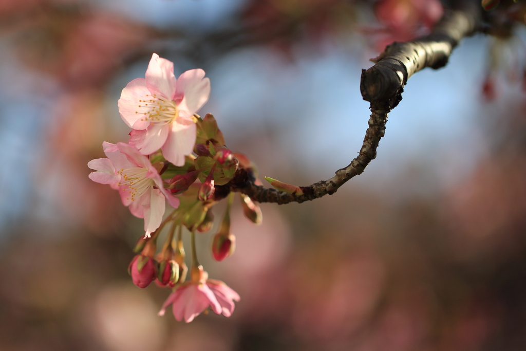 河津桜