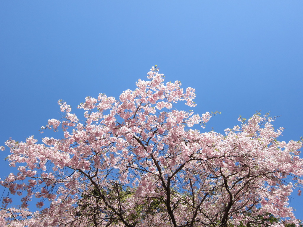 保久良神社の桜