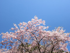 保久良神社の桜