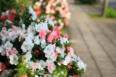 歩道を彩るツツジ