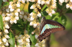 アセビとアオスジアゲハ