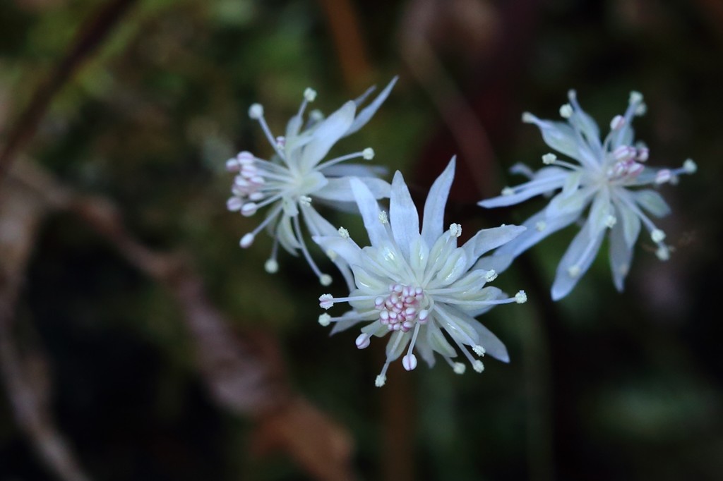 セリバオーレン