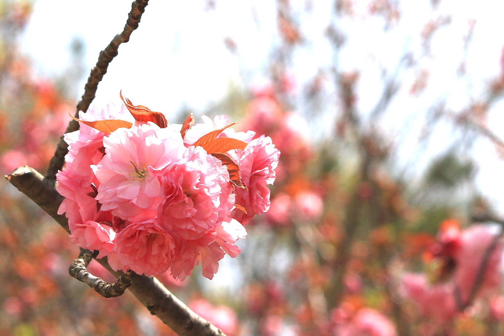 八重桜