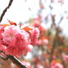 八重桜