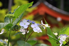 三室戸寺庭園の紫陽花