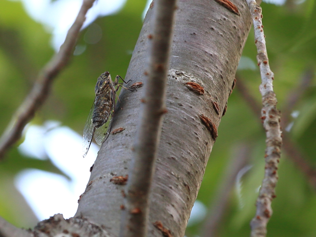 夏もそろそろ終わりかな