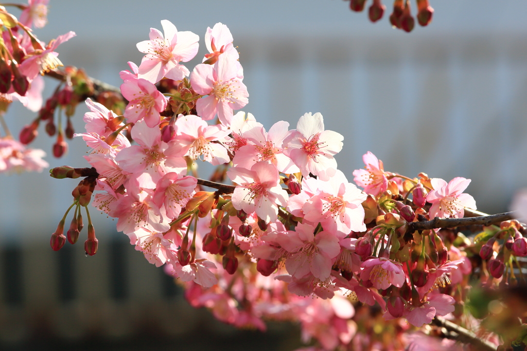 淀の河津桜2