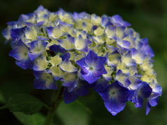 雨の日の紫陽花5
