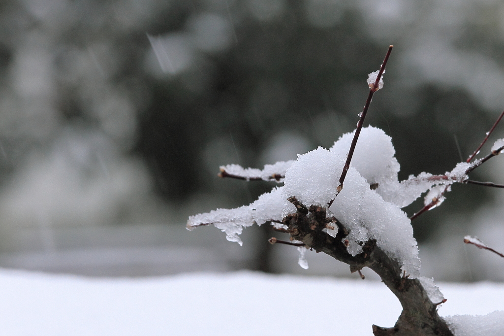 雪の朝