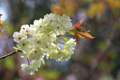 御衣黄(ギョイコウ)桜2