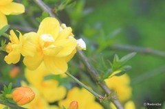 公園で見かけた花達2